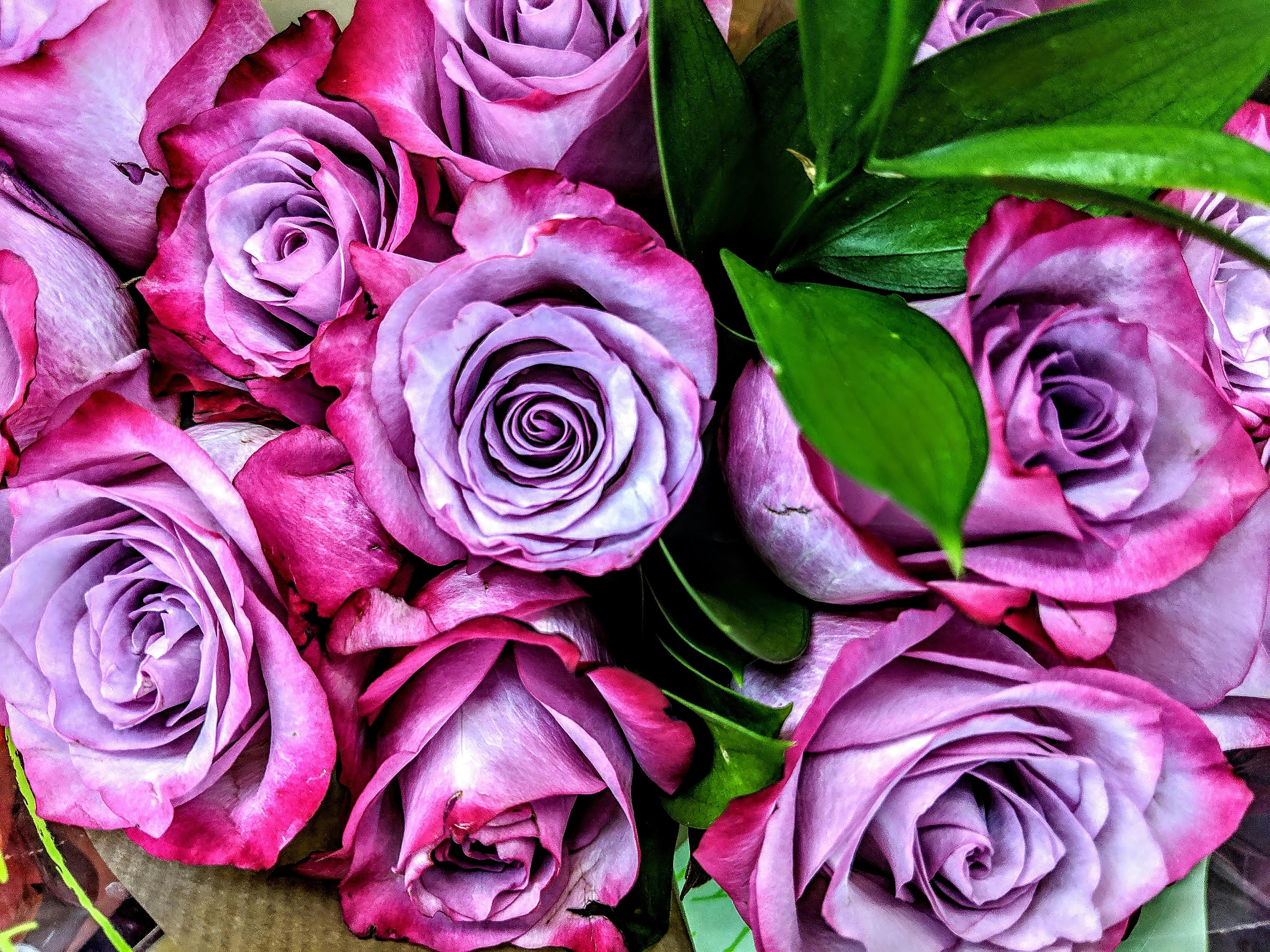 Free stock photo of pink roses, purple flowers, purple pink roses