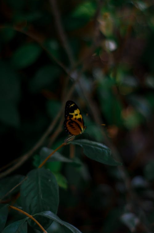 Foto profissional grátis de adnveture na floresta, amante da natureza, amantes da natureza