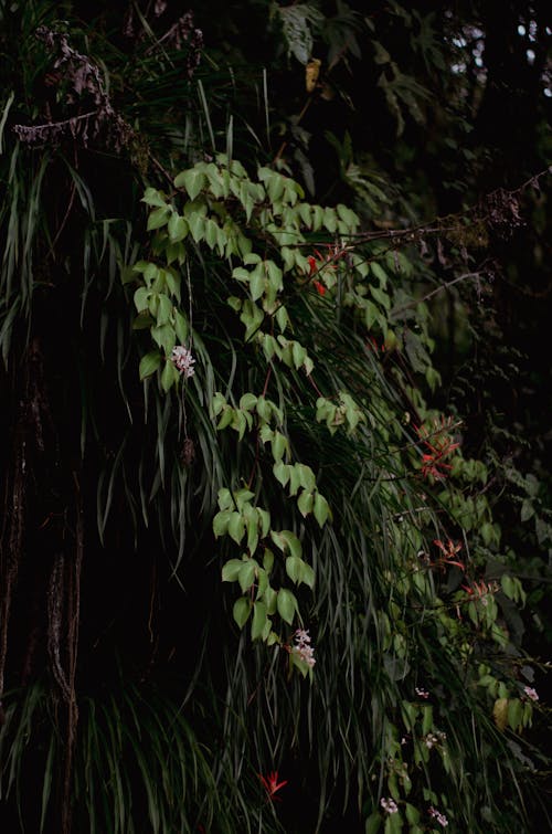 Foto profissional grátis de adnveture na floresta, amante da natureza, amante de plantas