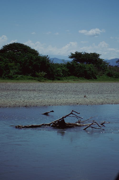 Foto profissional grátis de beira do lago, filiais, madeira flutuante
