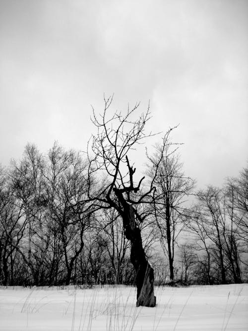 冬季, 單色, 垂直拍摄 的 免费素材图片