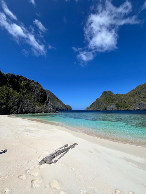 Branch on a Sunny Beach 