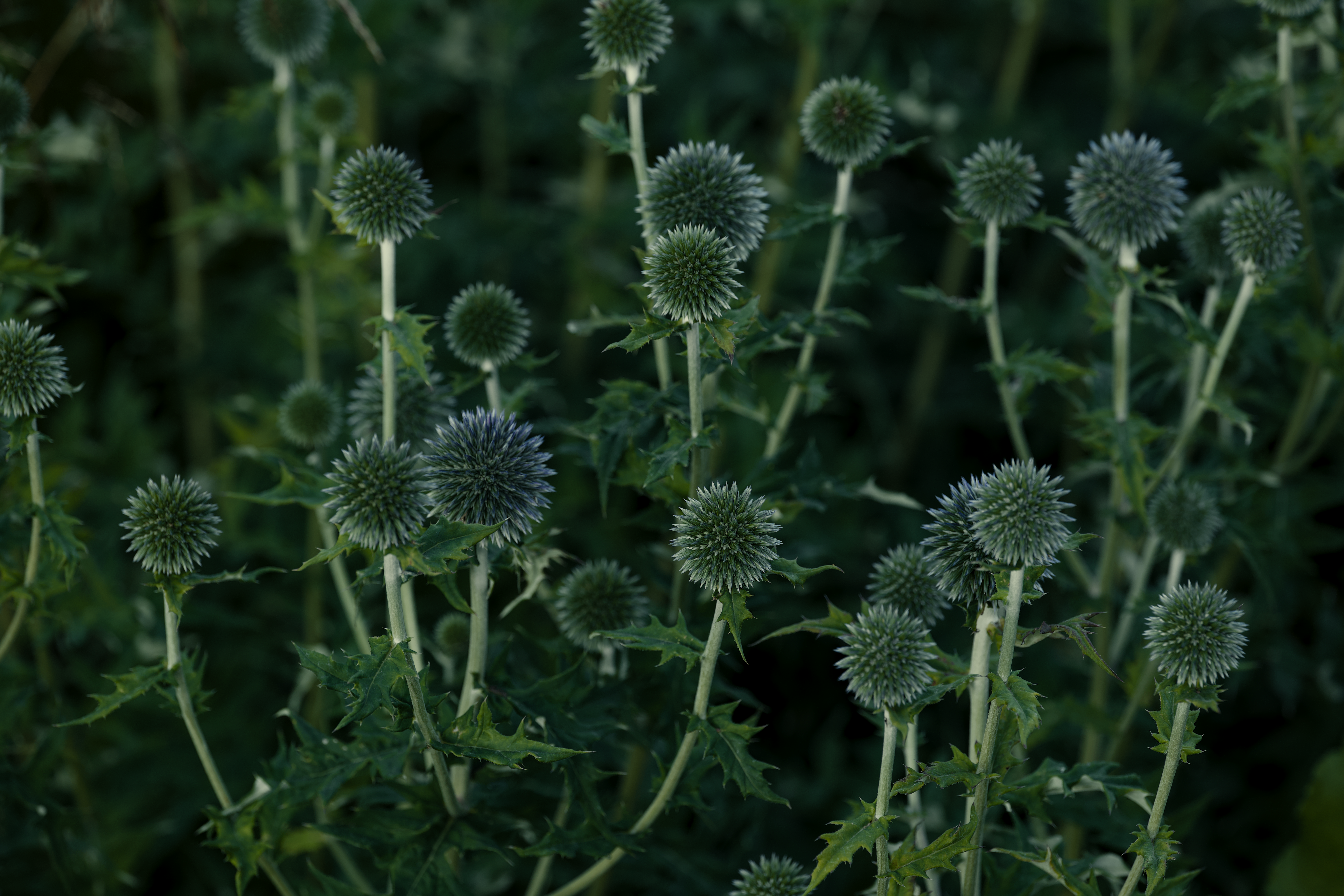 Foto: Lauri Poldre / Pexels