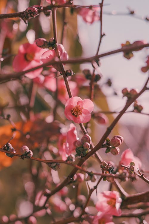 Fotobanka s bezplatnými fotkami na tému flóra, japonský kdoule, príroda