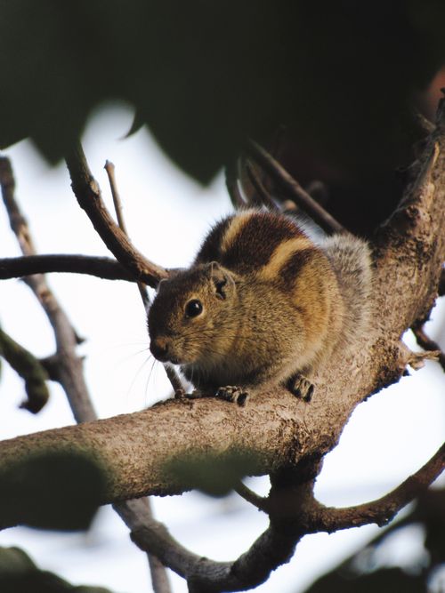Free A close-up shot of an Indian palm squirrel sitting on a tree branch in Bengaluru. Stock Photo