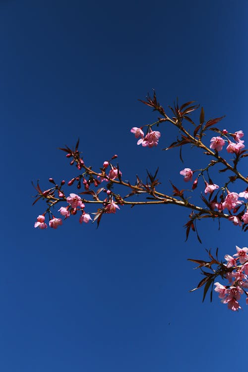A branch of pink flowers against a blue sky