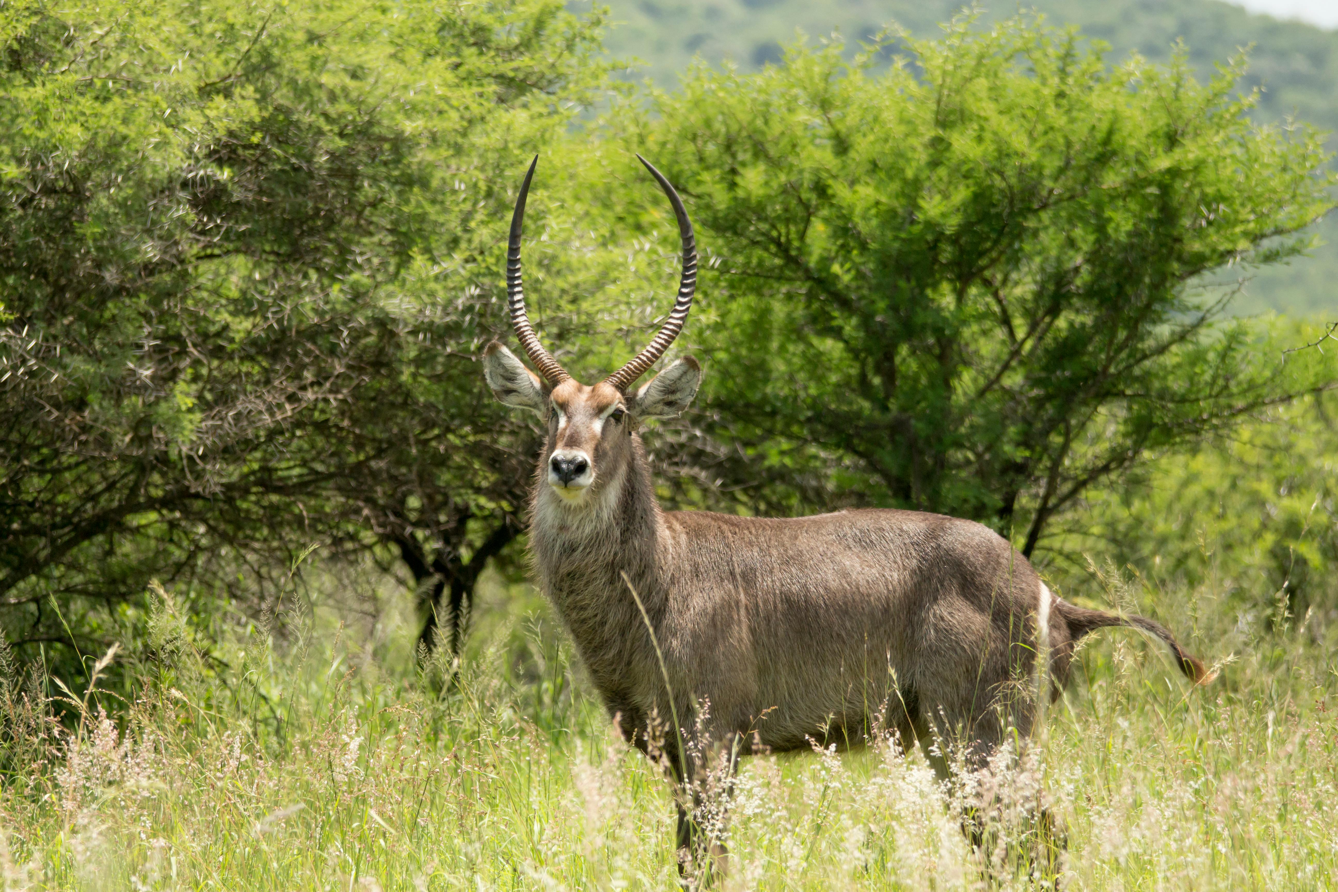 Gratuit Photos gratuites de afrique, animal, animal à cornes Photos