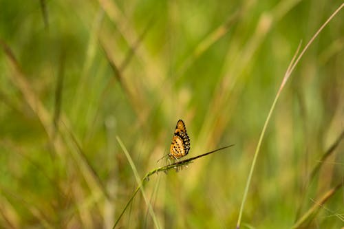Butterfly on a Field 