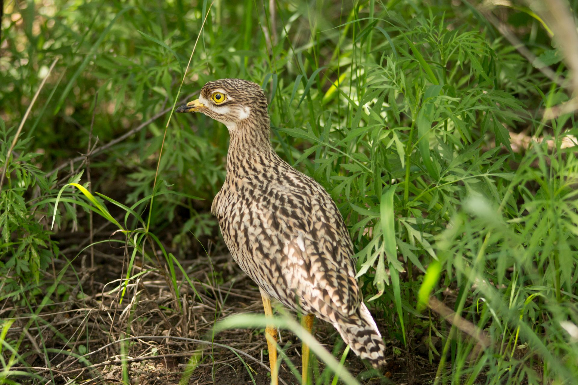 Close-up of a Spotted Thick-Knee bird hidden in lush green foliage.