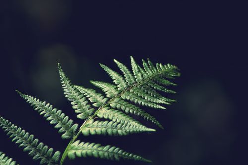 Free Detailed view of a lush green fern frond with dark background. Stock Photo