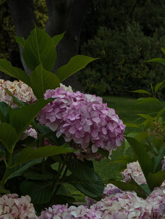 คลังภาพถ่ายฟรี ของ hortensia, กลีบดอก, กำลังบาน