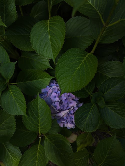 A blue flower is surrounded by green leaves