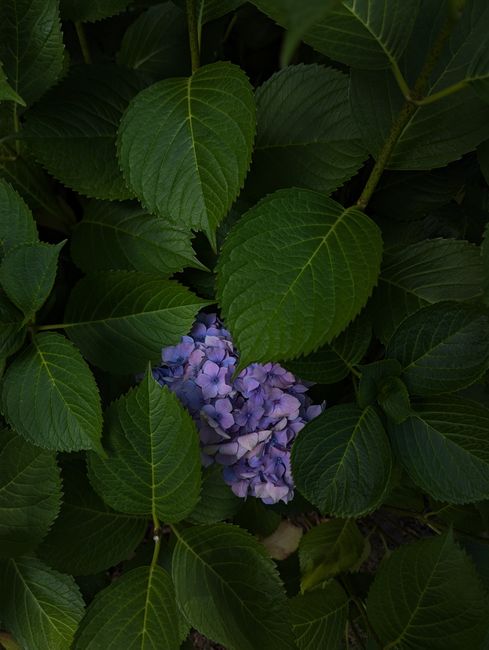 A vibrant purple hydrangea flower nestles amidst lush green foliage in a serene outdoor setting.
