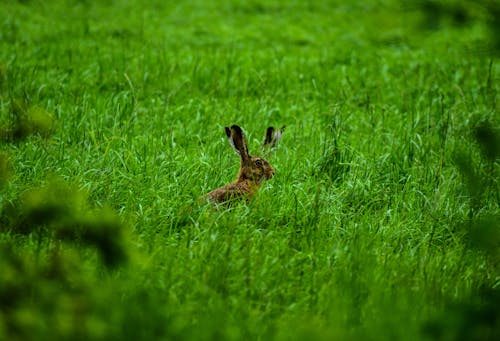 Hare in Green Grass