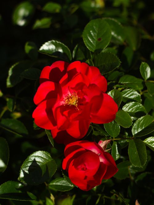 Free Vibrant red roses in full bloom with lush green leaves, captured in a close-up shot. Stock Photo