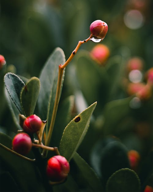 Gratis stockfoto met detailopname, euonymus japonicus, groenblijvende spindel