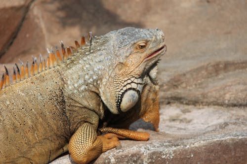 Green Iguana on a Rock