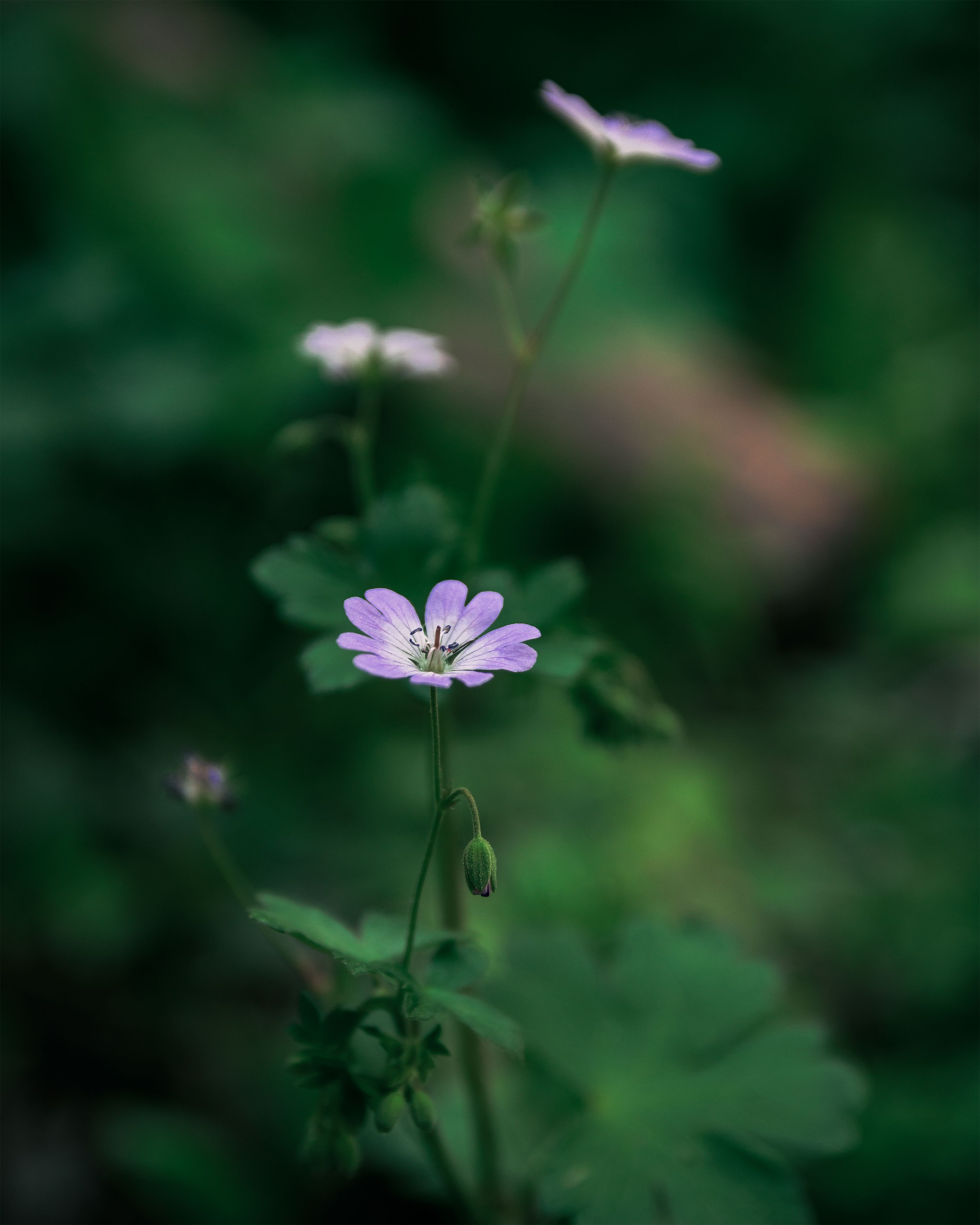 Blooming Purple Flower of Small Geranium · Free Stock Photo