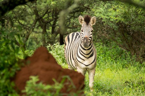 Zebra in Forest