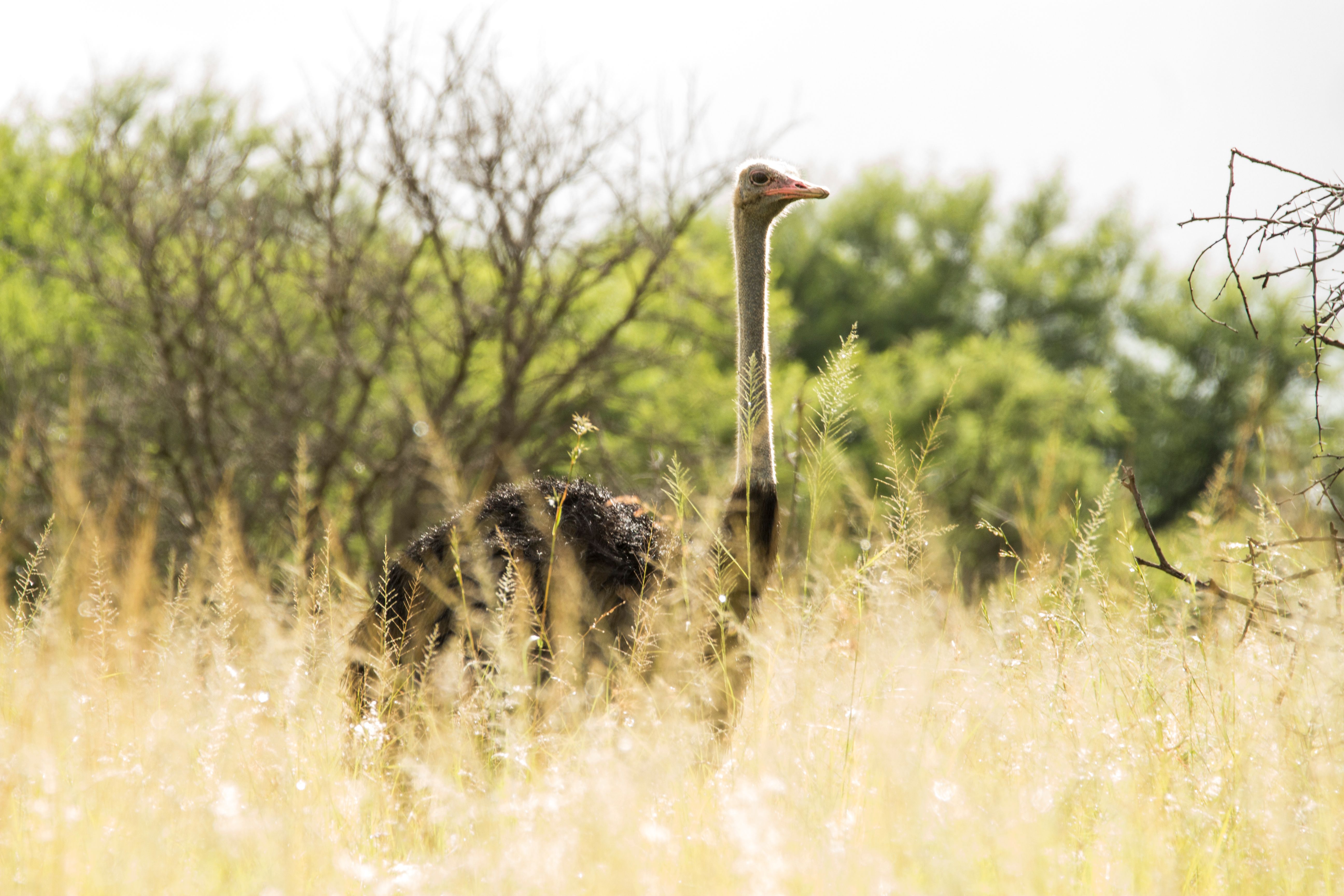 Gratis stockfoto met Afrika, afrikaanse dieren in het wild, afzondering Stockfoto