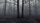 scary forest