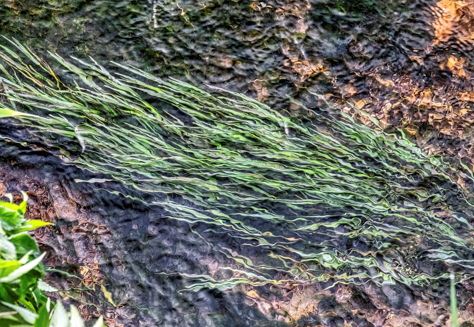 How Often to Water Weed Plants: A Quick, Clear Grow Guide