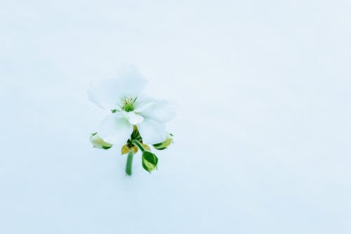 Flower and snow 