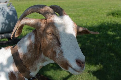 Free A brown and white goat with curved horns in a lush green backyard. Stock Photo