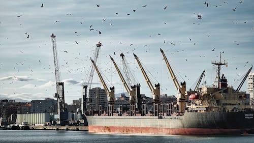 tanker ship loaded with grain graces the port, accompanied by seagulls soaring beneath. Witness the harmonious dance of industry and nature in this captivating scene, capturing the essence...