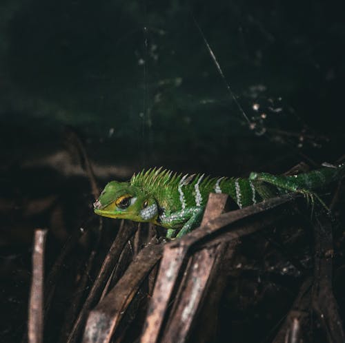 Free Close-up of a Green Lizard  Stock Photo