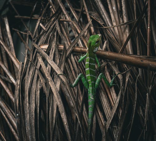 Fotobanka s bezplatnými fotkami na tému diaľničná nálepka, jašterica, príroda