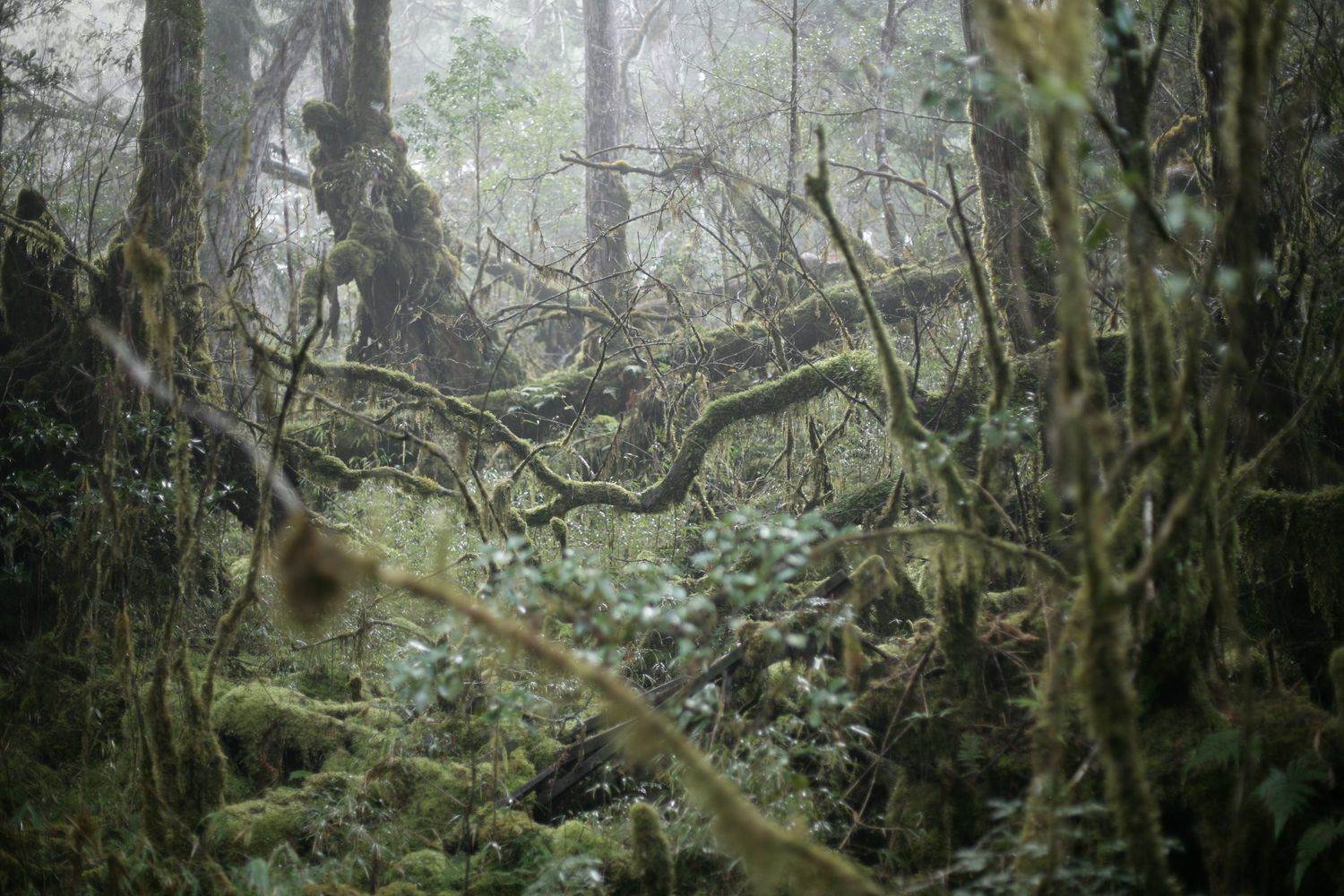 Moist Forest Photos, Download The BEST Free Moist Forest Stock Photos ...