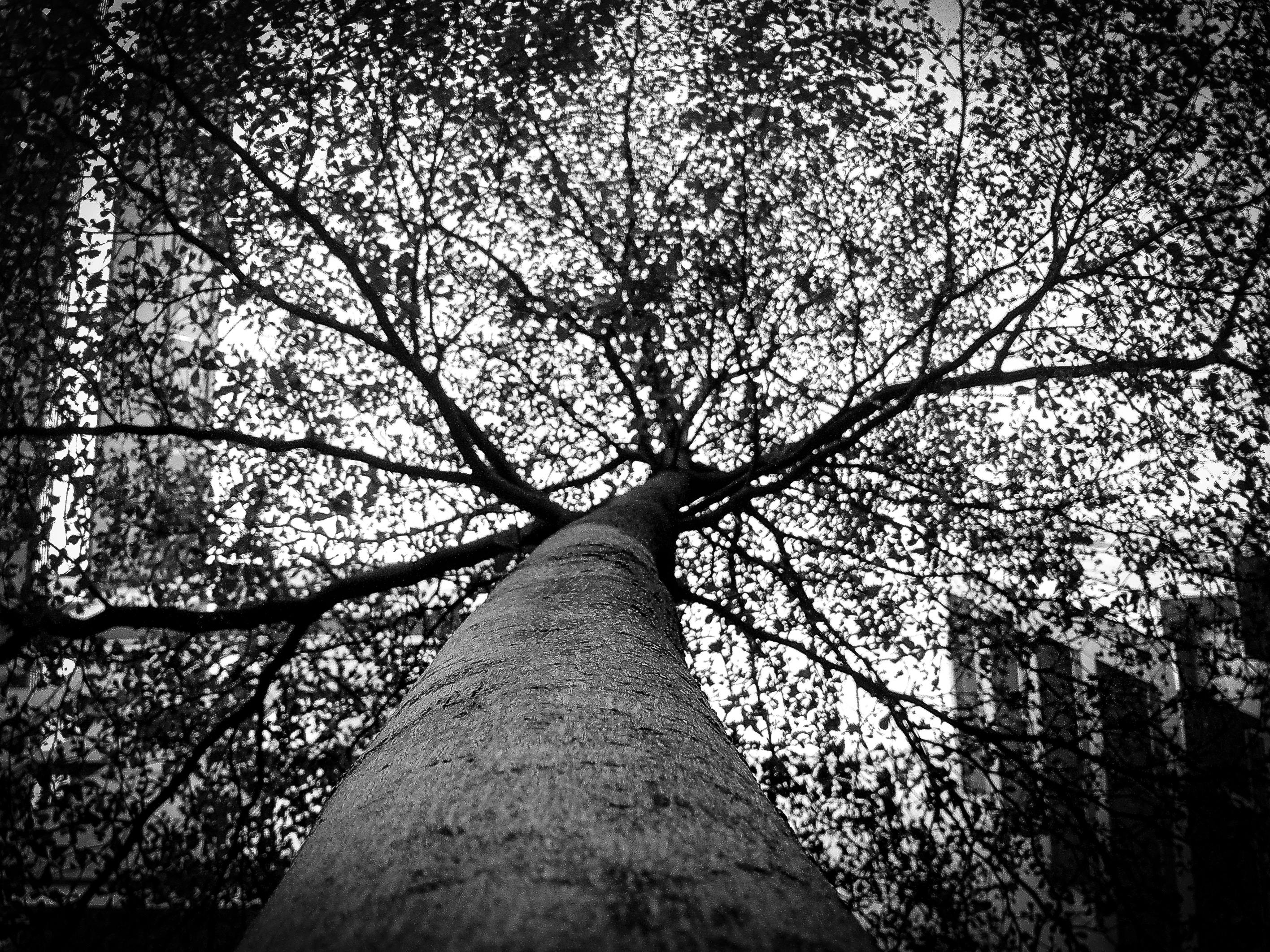 Foto profissional gratuita de árvores, natureza, P&B