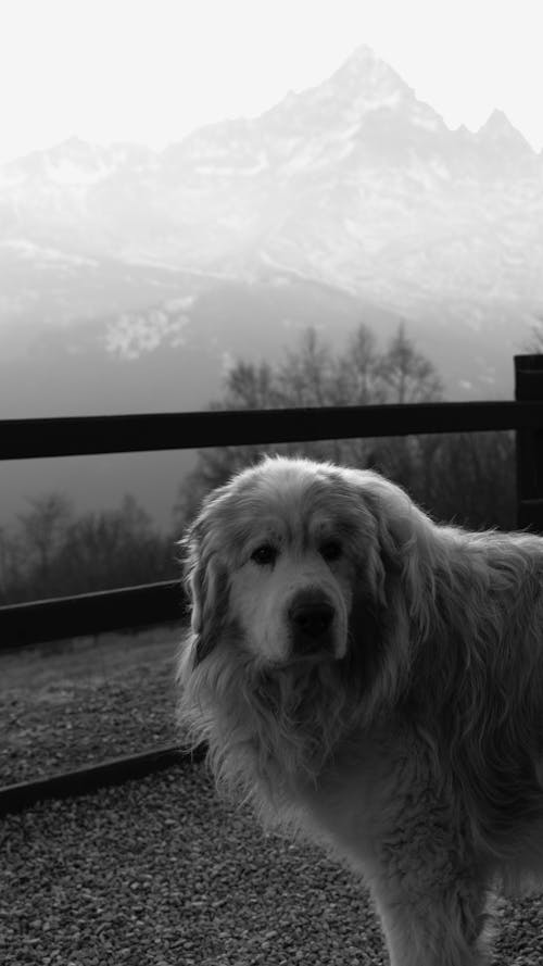 Gratis arkivbilde med dyrefotografering, fjell, hund