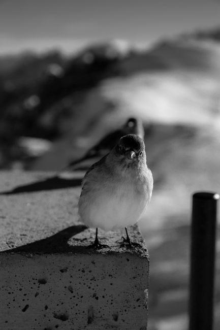 Black-and-white photo capturing a bird perched on a stone ledge in nature.