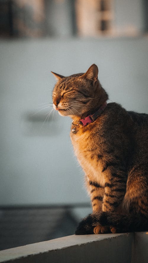 Kostenloses Stock Foto zu gefleckt, haustier, katze