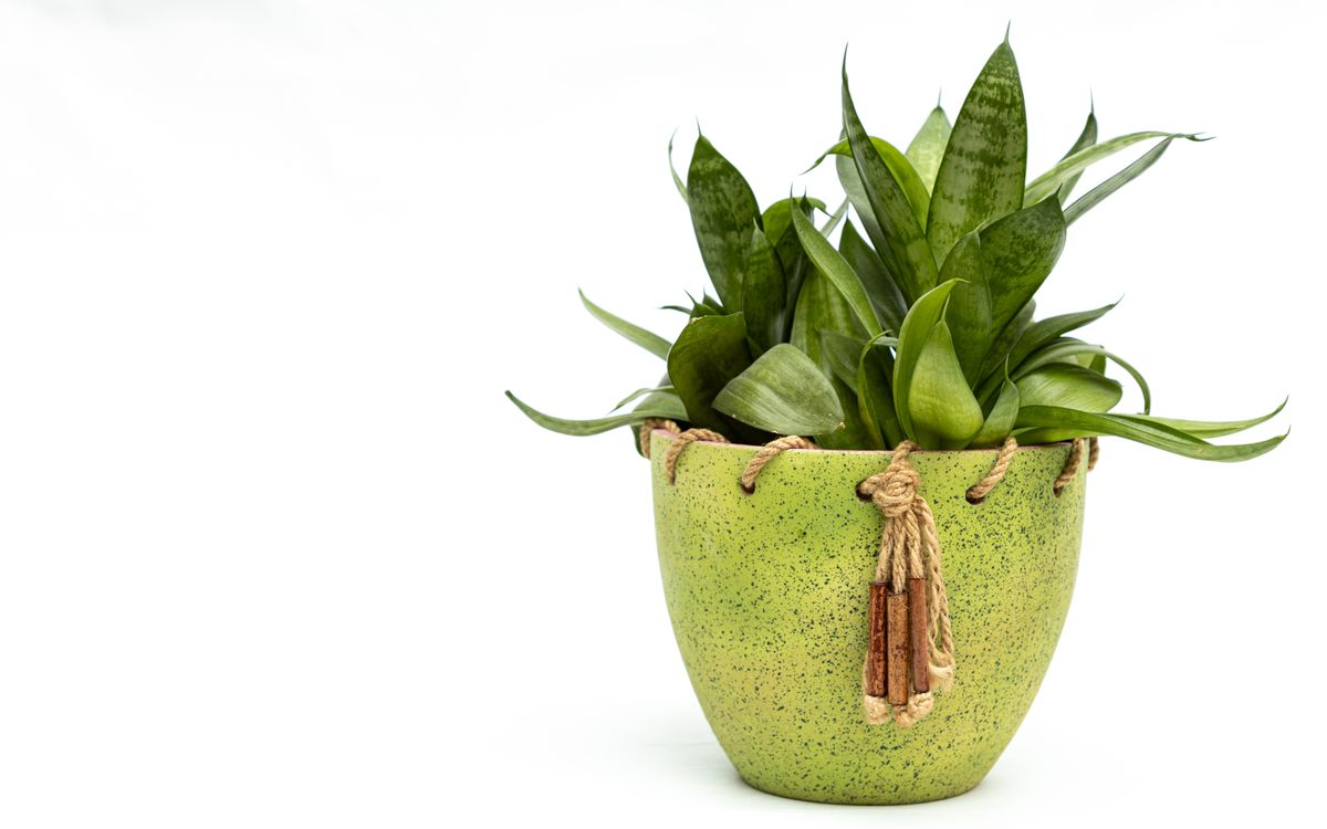 Close-up of a lush snake plant in a stylish green pot against a white backdrop.