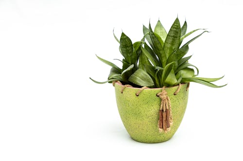 나뭇잎, 녹색 화분, 드라카 에나 트리 파시 아타의 무료 스톡 사진