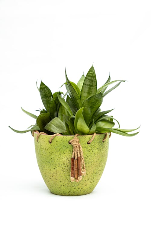 Free Plant in Flowerpot  Stock Photo