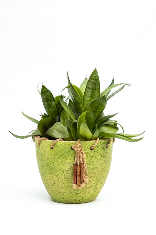 Free A vibrant green houseplant in a unique pot with rope tassels against a white background. Stock Photo