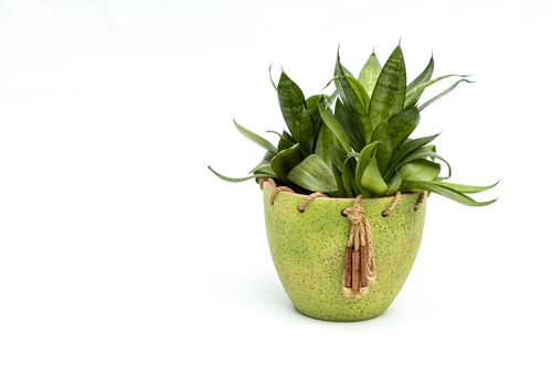 Free Studio shot of a mother-in-law's tongue plant in a green ceramic pot with decorative tassels. Stock Photo