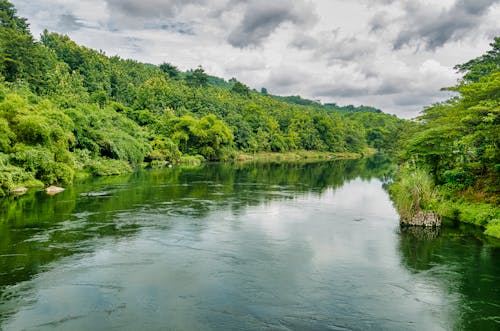 Free Photo of River in Between Trees Stock Photo