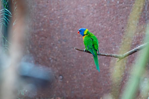 A colorful bird perched on a branch