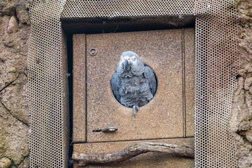 A grey parrot sitting in a small box
