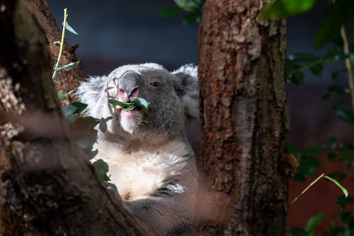 Koala Eating Leaves on Tree