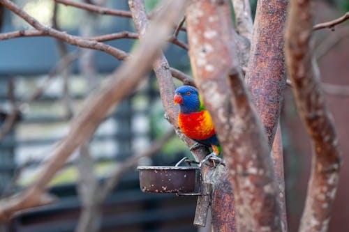 A colorful bird sitting on a tree branch