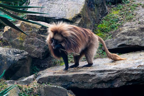 Gelada Monkey Gnawing a Twig Standing on a Rock