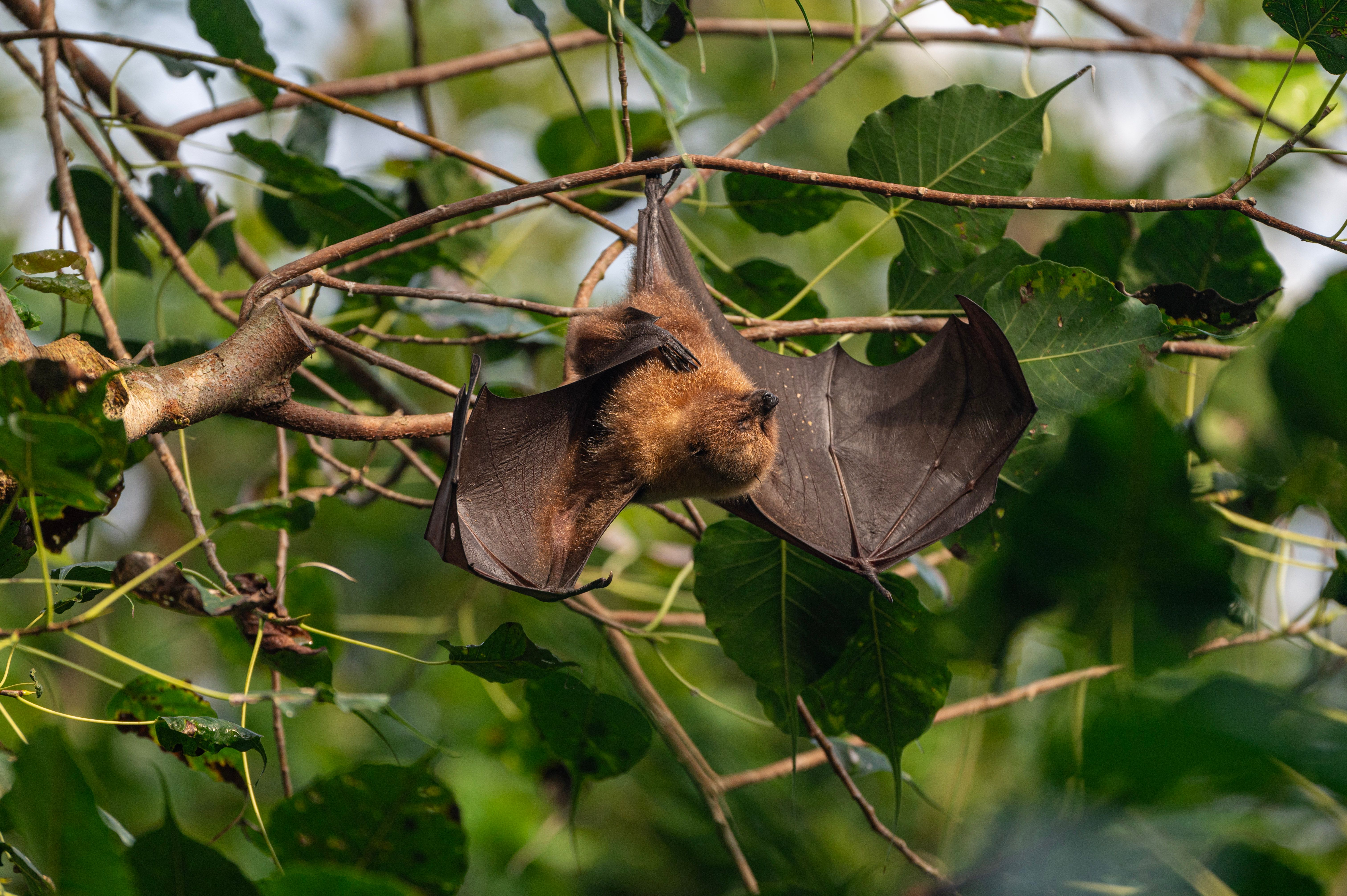 A bat hanging upside down from a tree branch · Free Stock Photo