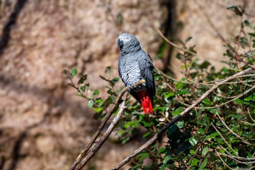 Kostnadsfri bild av djurfotografi, fågel, grå papegoja