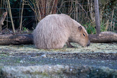 Gratis arkivbilde med bever, dyrefotografering, dyreverdenfotografier